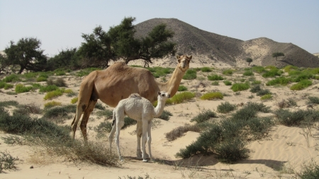 OMAN