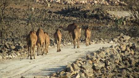 OMAN